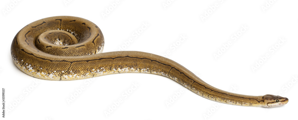 Obraz premium Spinner Python, Royal python, ball python, Python regius