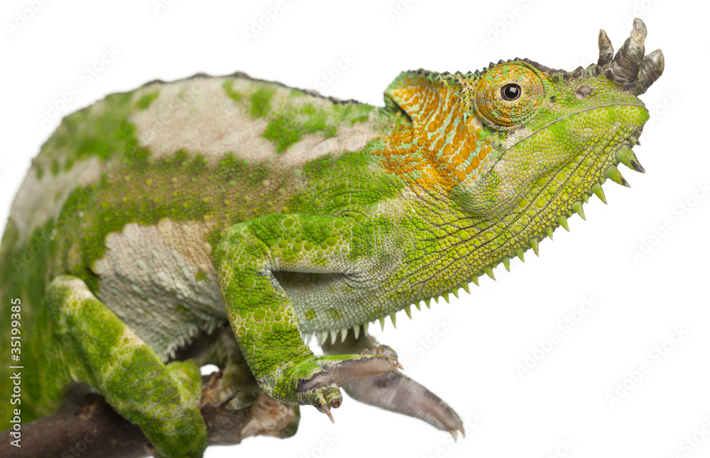 Obraz premium Close-up of Four-horned Chameleon, Chamaeleo quadricornis