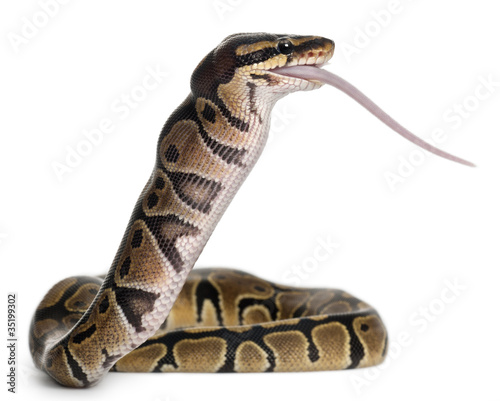 Python Royal python eating a mouse, ball python, Python regius photo