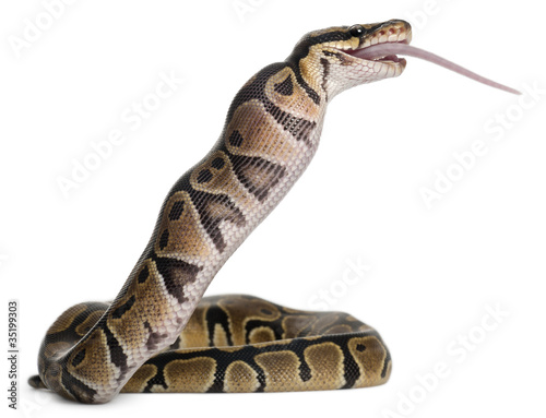 Python Royal python eating a mouse, ball python, Python regius