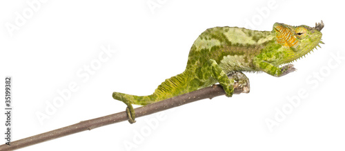 Four-horned Chameleon, Chamaeleo quadricornis, perched on branch © Eric Isselée