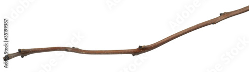 Tree branch in front of white background