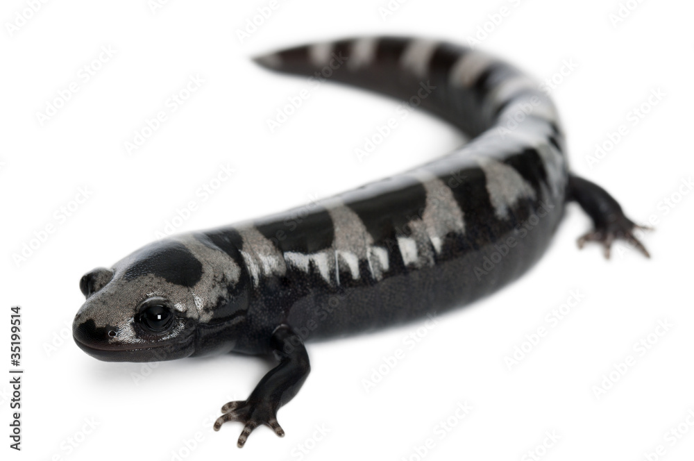 Naklejka premium Marbled Salamander, Ambystoma opacum