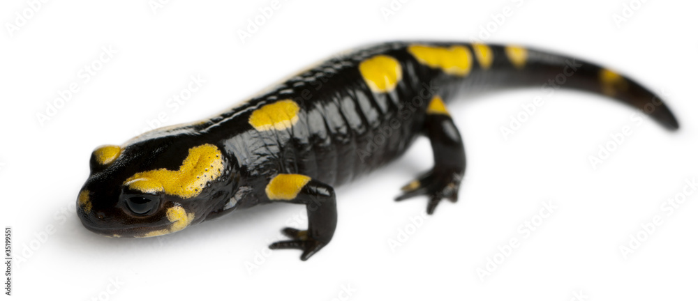 Obraz premium Fire salamander, Salamandra salamandra