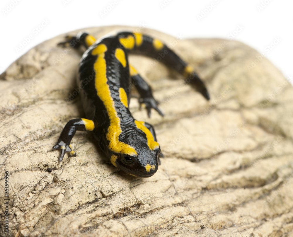Fire salamander on rock, Salamandra salamandra Fire salamander on rock, Salamandra salamandra
