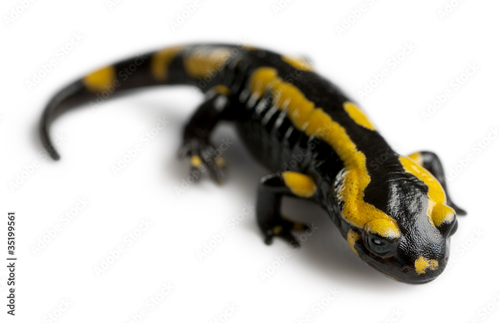 Fire salamander, Salamandra salamandra Fire salamander, Salamandra salamandra