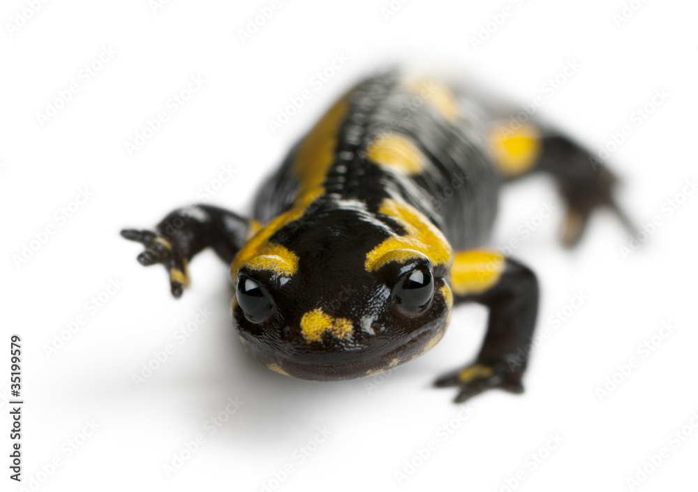 Obraz premium Fire salamander, Salamandra salamandra