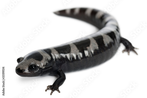 Marbled Salamander  Ambystoma opacum