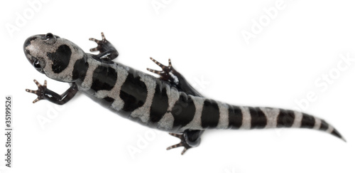 High angle view of Marbled Salamander, Ambystoma opacum