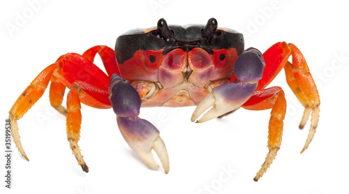 Red land crab, Gecarcinus quadratus