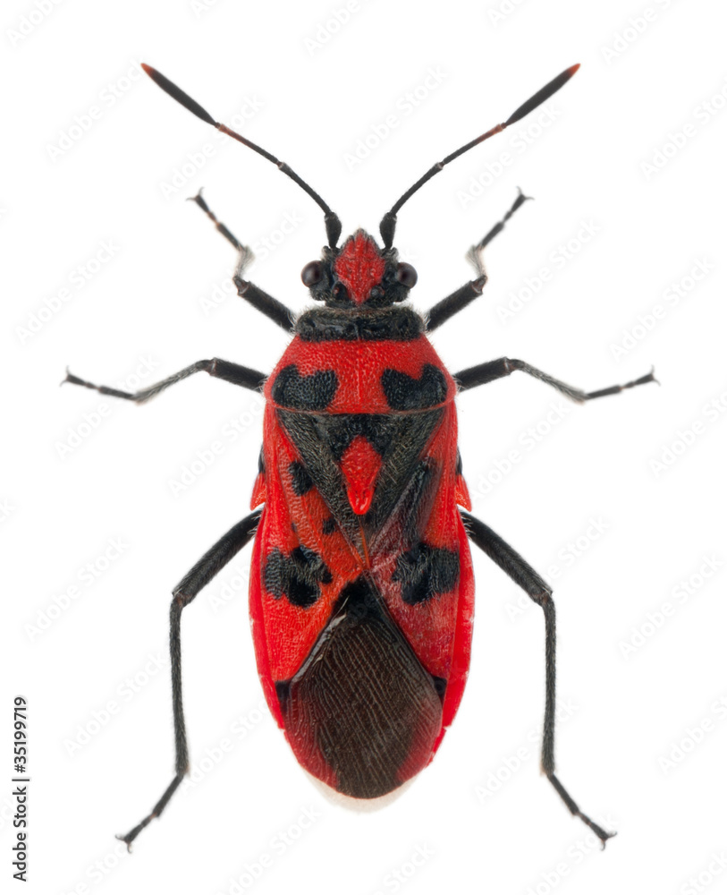 High angle view of Scentless plant bug, Corizus hyoscyami