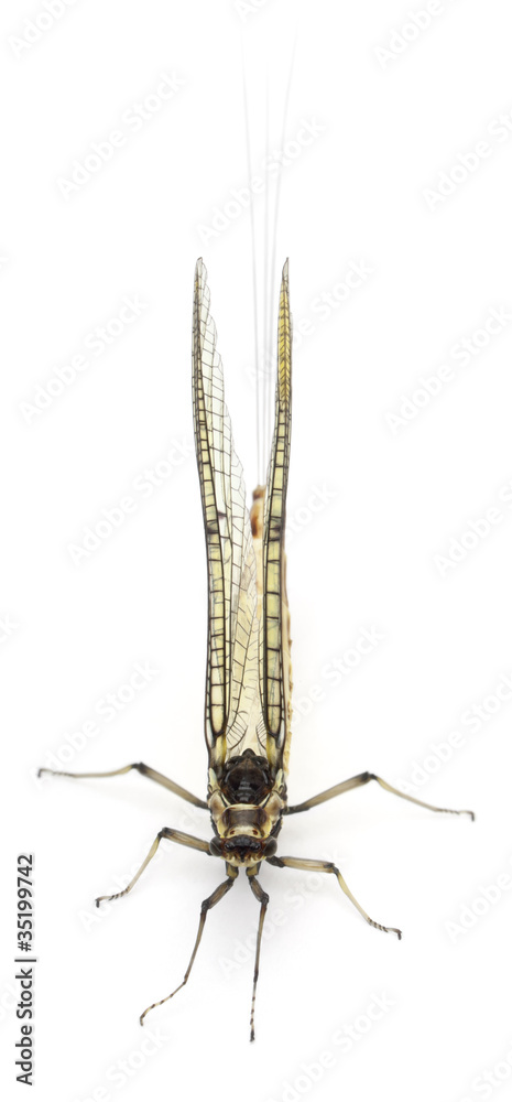 High angle view of Mayfly, Ephemera danica High angle view of Mayfly, Ephemera danica