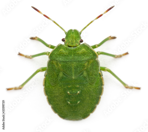 High angle view of a Green shield bug, Palomena prasina