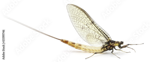 Mayfly, Ephemera danica, in front of white background