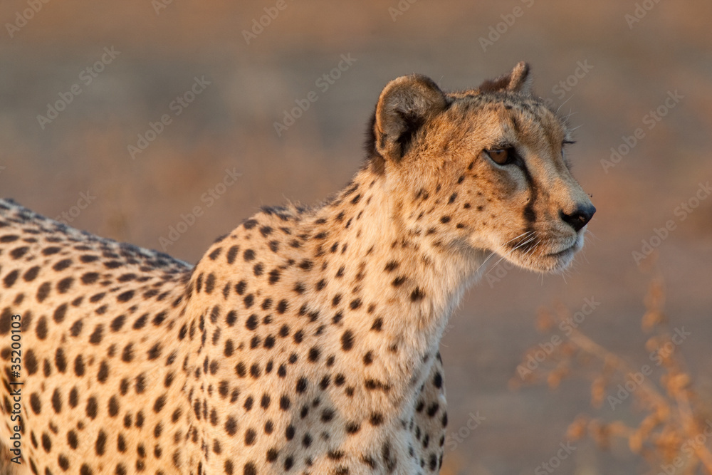 Fototapeta premium A cheetah on the hunt