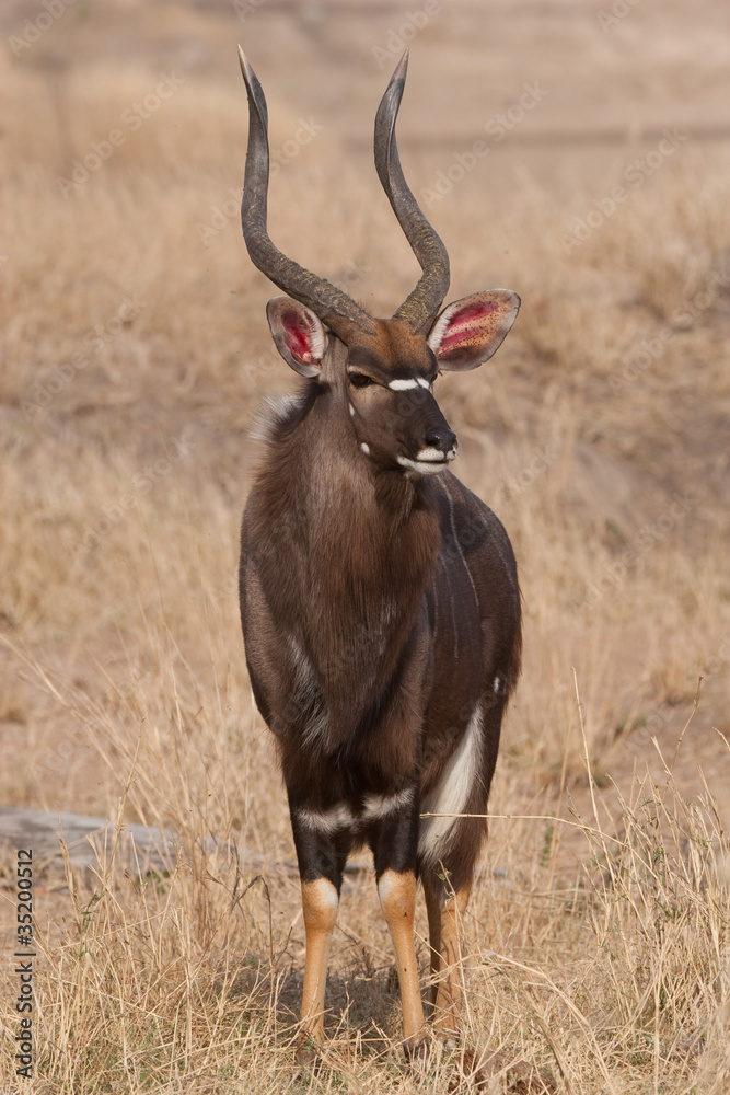 Fototapeta premium Male Nyala