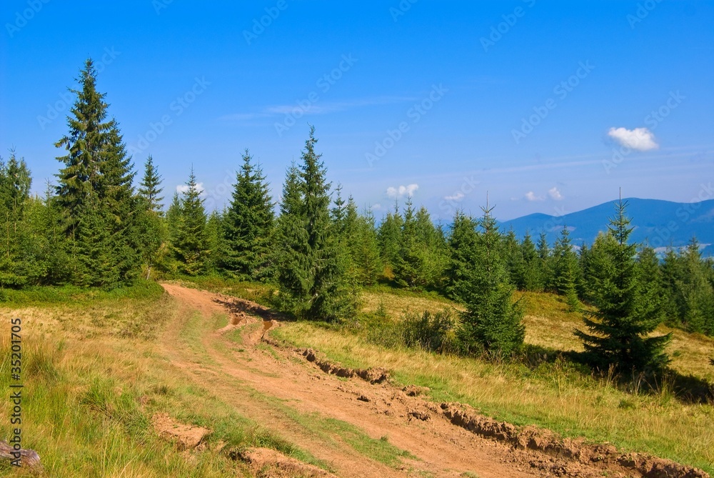 mountain pine forest mountain pine forest