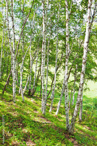 Fototapeta Naklejka Na Ścianę i Meble -  white birch forest landscape