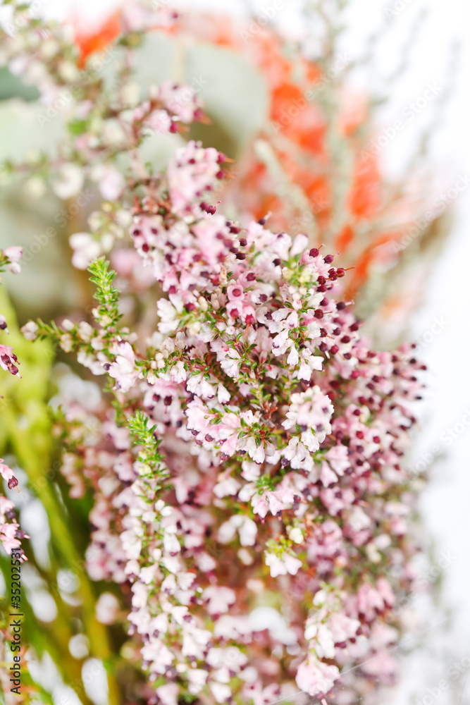 heather flowers heather flowers