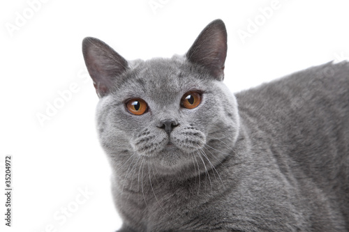 Close-up British blue cat on isolated white