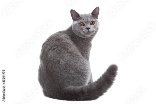 young British blue cat sitting on isolated white