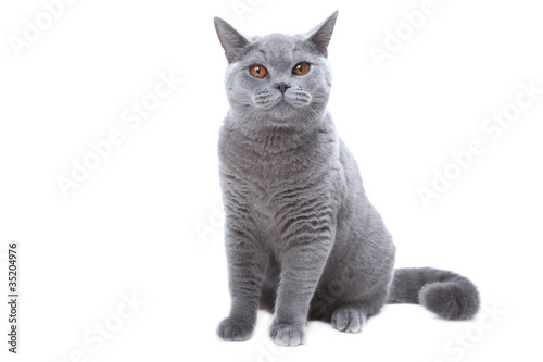 young British blue cat sitting on isolated white