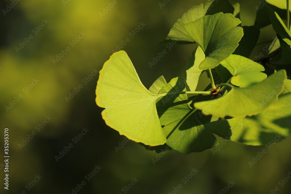 Obraz premium イチョウ