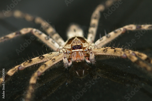 cane spider close-up