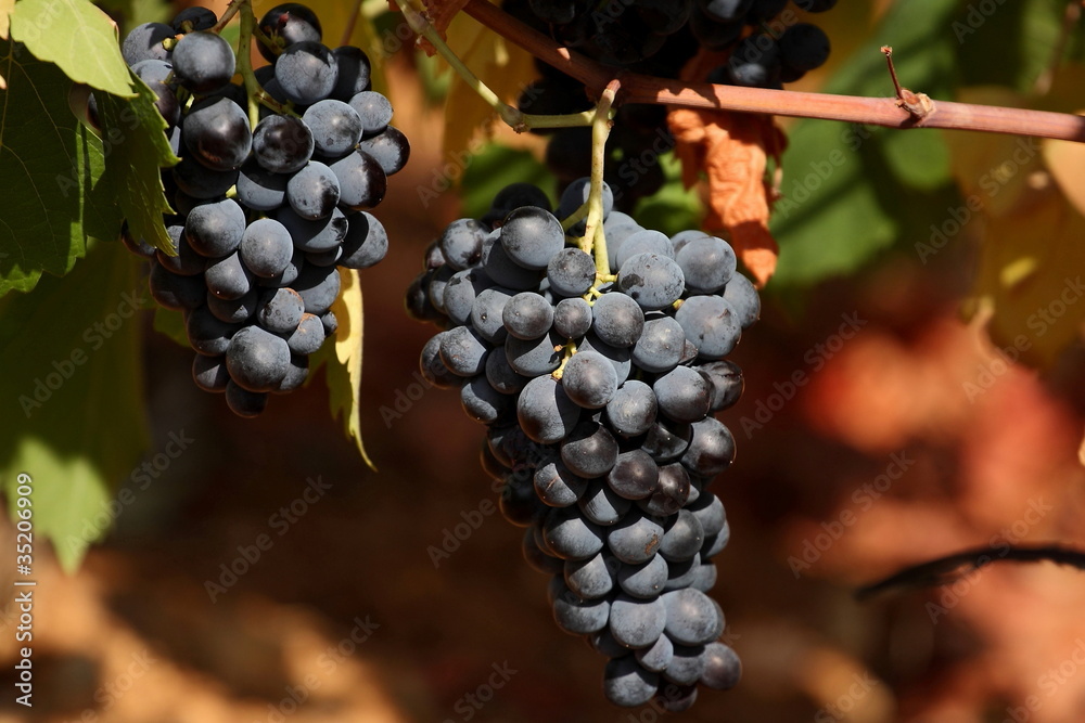 Fototapeta premium raisin noir
