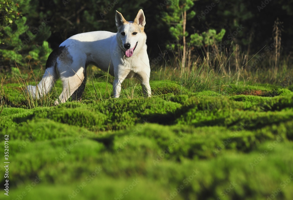 Dog in forest. Dog in forest.