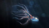deep sea octopus