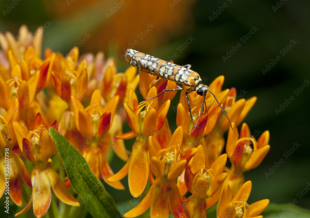 Obraz premium Ailanthus webworm, Atteva aurea
