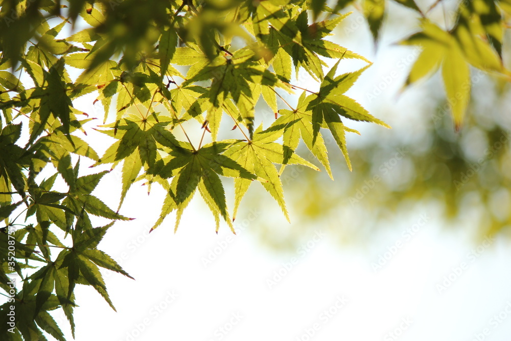 紅葉 紅葉