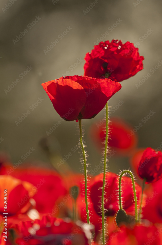 Naklejka premium Coquelicots (Papaver rhoeas)dans un champ de céréales (blé /