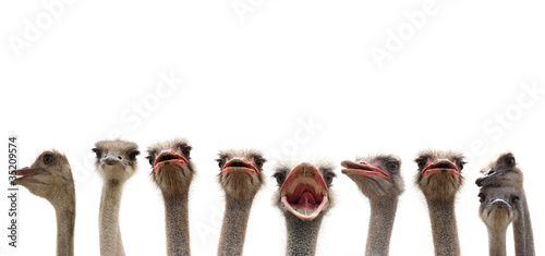 funny ostriches