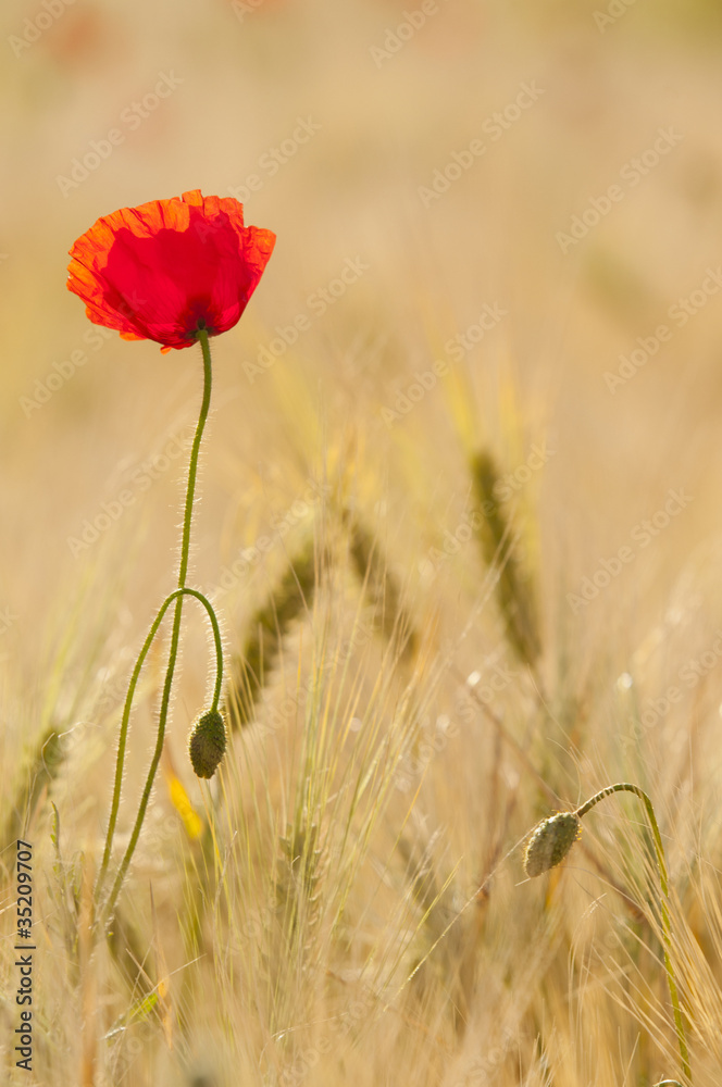 Fototapeta premium Coquelicots (Papaver rhoeas)dans un champ de céréales (blé /