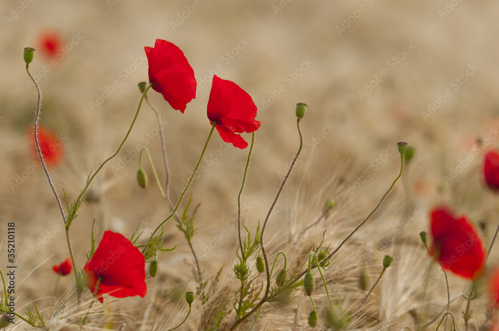 Naklejka premium Coquelicots (Papaver rhoeas)dans un champ de céréales (blé /