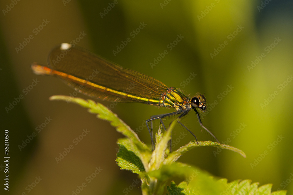 Demoiselle Calopteryx vierge (Calopteryx virgo) - femelle Demoiselle Calopteryx vierge (Calopteryx virgo) - femelle