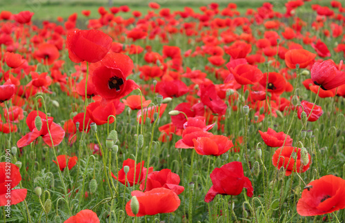 red poppy flowers