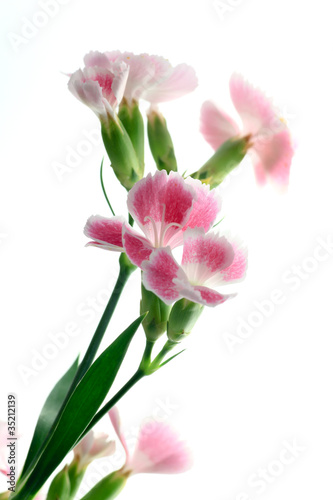 Dianthus / Gift Flower © Benny-K