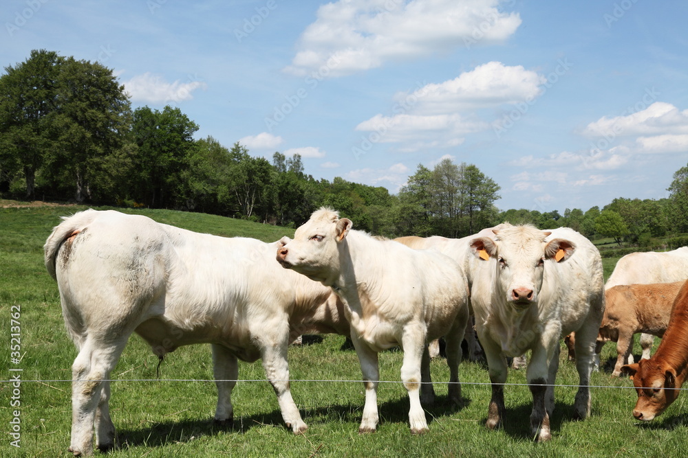 Young Charolais Bull Calves Beef Cattle