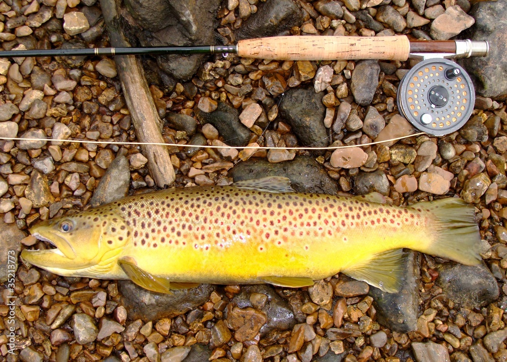 Large Brown Trout, fly fishing rod and reel Stock Photo