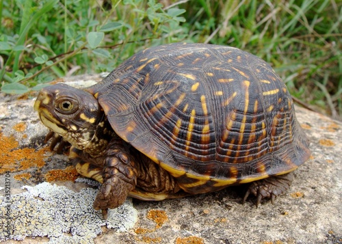 Baby Ornate Box Turtle, Terrepene ornata