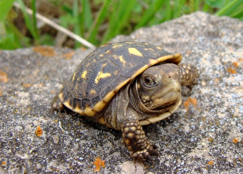Baby (neonate) Ornate Box Turtle, Terrepene ornata