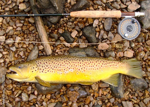Large Brown Trout, fly fishing rod and reel