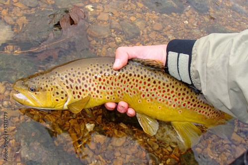 Tablou pe pânză Releasing Beautiful Brown Trout, Fly Fishing