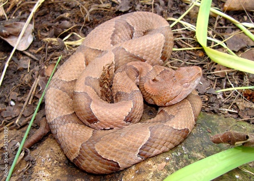 Osage Copperhead, Agkistrodon contortrix phaeogaster