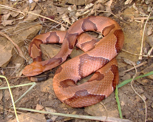 Osage Copperhead, Agkistrodon contortrix phaeogaster