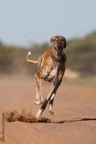 A greyhound running full speed