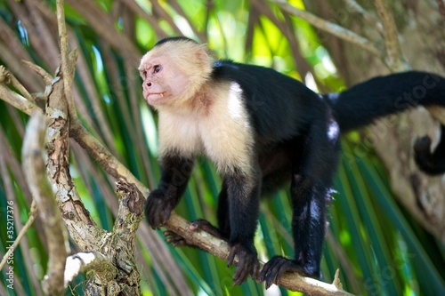 Capucin Monkey, Costa Rica photo